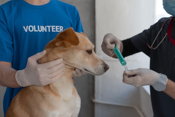動物醫學論文